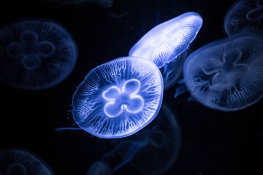 Koyu arka planda Ay Denizanası. Aurelia aurita - denizanası olarak da bilinir..