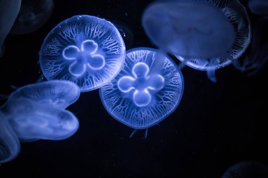 Koyu arka planda Ay Denizanası. Aurelia aurita - denizanası olarak da bilinir..