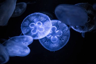 Koyu arka planda Ay Denizanası. Aurelia aurita - denizanası olarak da bilinir..