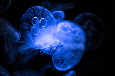 Koyu arka planda Ay Denizanası. Aurelia aurita - denizanası olarak da bilinir..