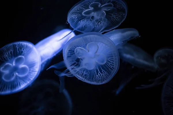 Månmaneter Mörk Bakgrund Aurelia Aurita Även Kallad Den Vanliga Maneten — Stockfoto