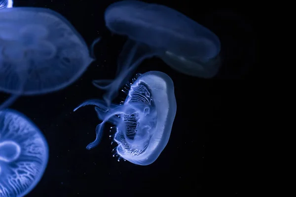 Mondquallen Auf Dunklem Hintergrund Aurelia Aurita Auch Quallen Unter Wasser — Stockfoto