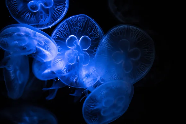 Medusas Lunares Sobre Fondo Oscuro Aurelia Aurita También Llamada Medusa —  Fotos de Stock