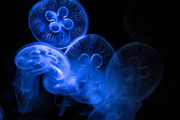 Medusas Lunares Fundo Escuro Aurelia Aurita Também Chamada Água Viva — Fotografia de Stock