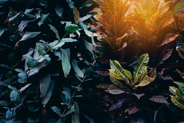 Kreativ Layout Gröna Blad Begreppet Natur Och Grönska — Stockfoto