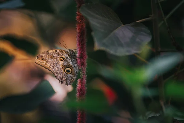 Mariposa Del Búho Gigante Del Bosque Caligo Eurilochus — Foto de Stock