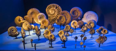 Renkli arka planda fosilleşmiş ammonitler. Arkeoloji ve paleontoloji kavramı.