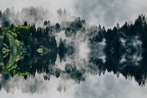 Abstraktes Bild Mit Nebligem Wald Der Wie Schallwellen Aussieht — Stockfoto