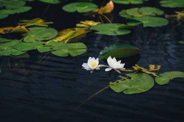 Flora ve nilüferler Tuna Deltası kanyonlarında. 