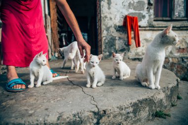 Kötü koşullarda yaşayan sokak kedileri. Kedi nüfusu kontrolden çıktı. Spay ve nötr konsept resmi. 