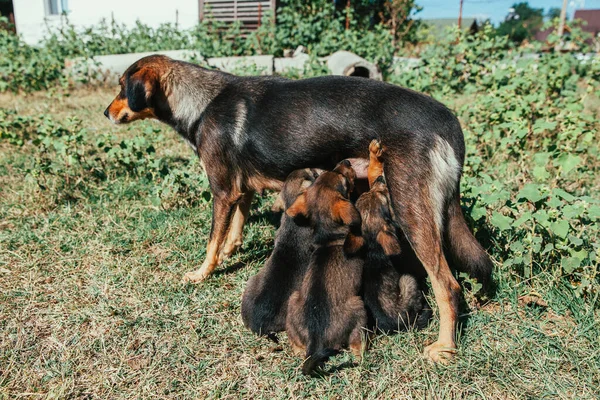 Abandoned mother dog feeding her puppies. Dog population out of control. Spay and Neuter themed image.