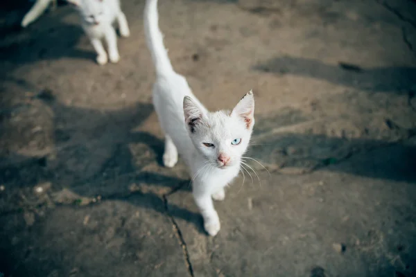 Gatos Selvagens Que Vivem Más Condições População Gatos Descontrolada Imagem — Fotografia de Stock