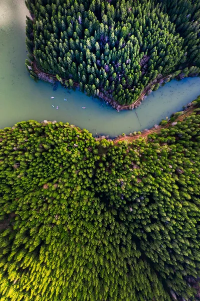 Göl Çam Ormanı Yukarıdan Görünüyor — Stok fotoğraf