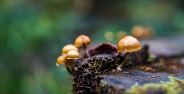 Doğada bir ağaç gövdesindeki mantarlar.