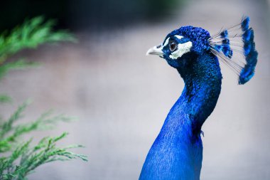 Güzel ve renkli bir tavus kuşunun portresi.