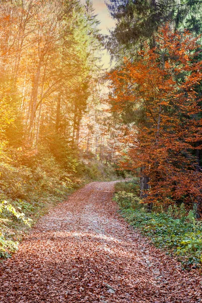 カラフルな木々の森の中の紅葉 — ストック写真