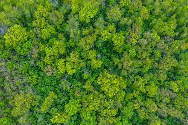 Lkbaharda Taze Yeşil Ağaçlar Yukarıdan Görünüyor Bahar Yaprakları — Stok fotoğraf