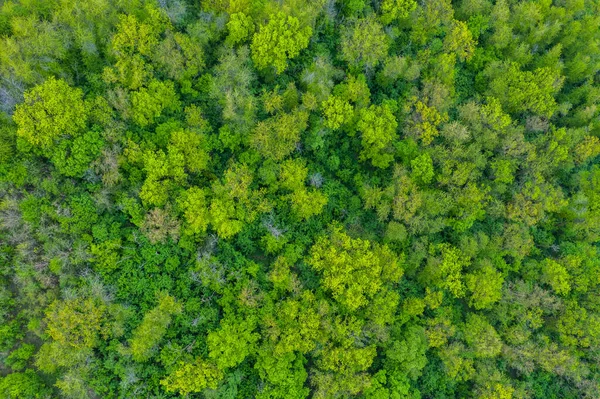 Árvores Verdes Frescas Primavera Vistas Cima Folhagem Primavera — Fotografia de Stock