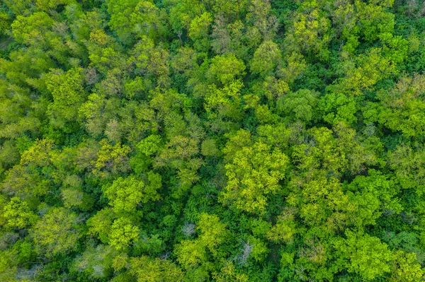 Fresh green trees in spring seen from above. Spring foliage.