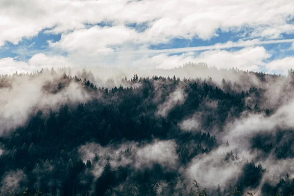 Silueta Bosque Con Niebla Densa —  Fotos de Stock