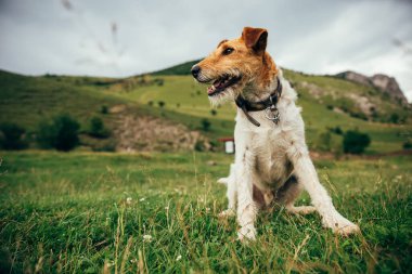 Komik tilki-teriyer baharda dışarıda mutlu bir şekilde oynuyor..