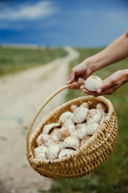 Hand holding a basket with beautiful handpicked edible parasol mushrooms clipart