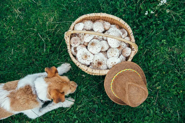 Fox Terrier Koszykiem Świeżo Zebranych Grzybów Parasolowych Najlepszy Przyjaciel Zewnątrz — Zdjęcie stockowe