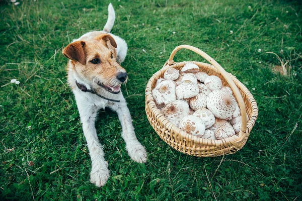 Fox Terrier Koszykiem Świeżo Zebranych Grzybów Parasolowych Najlepszy Przyjaciel Zewnątrz — Zdjęcie stockowe