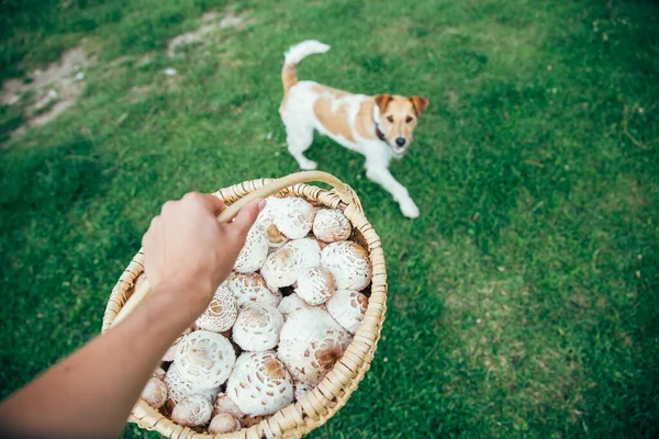 Fox Terrier Koszykiem Świeżo Zebranych Grzybów Parasolowych Najlepszy Przyjaciel Zewnątrz — Zdjęcie stockowe