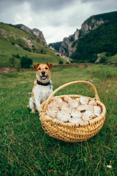 Fox terrier with a basket of freshly picked parasol mushrooms. Best friend for outdoor adventures.