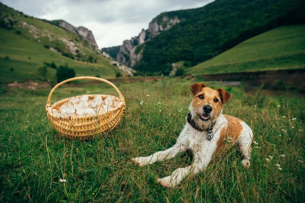 Fox Terrier Koszykiem Świeżo Zebranych Grzybów Parasolowych Najlepszy Przyjaciel Zewnątrz — Zdjęcie stockowe