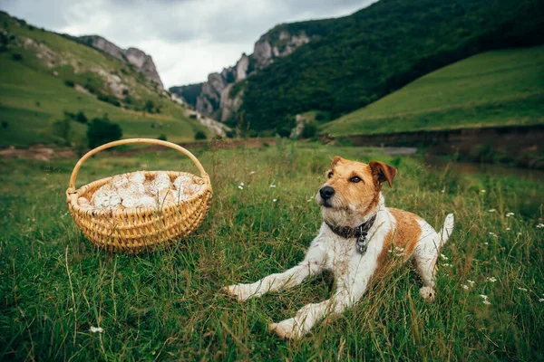 Fox Terrier Koszykiem Świeżo Zebranych Grzybów Parasolowych Najlepszy Przyjaciel Zewnątrz — Zdjęcie stockowe