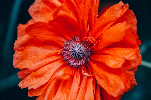 Macro Flor Amapola Hermosa — Foto de Stock