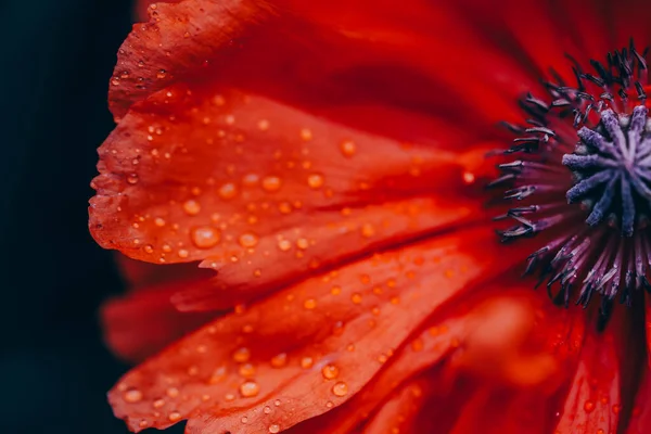 Macro Flor Amapola Hermosa — Foto de Stock