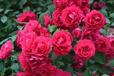 Bir buket kırmızı gül.