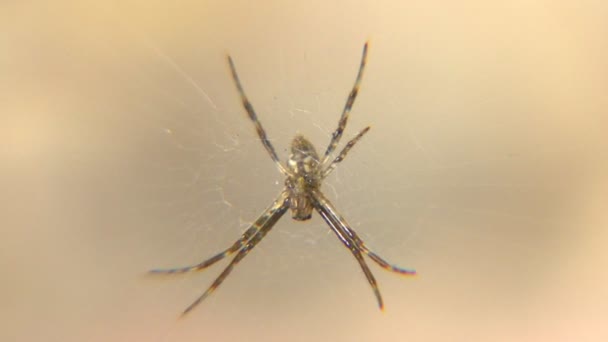 Sehr Kleine Spinne Auf Ihrem Spinnennetz — Stockvideo