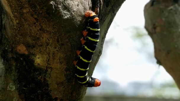 Larva Mariposa Rama Del Árbol — Vídeo de stock