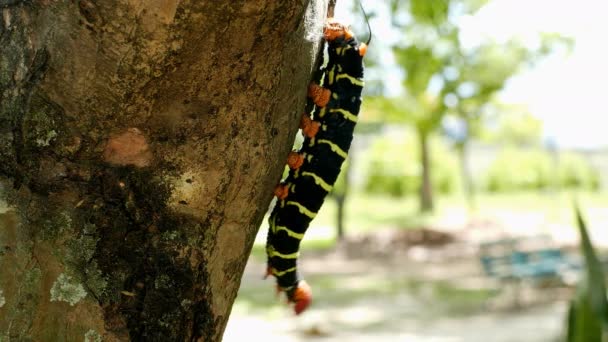 Πεταλούδα Larva Στο Κλαδί Δέντρο — Αρχείο Βίντεο
