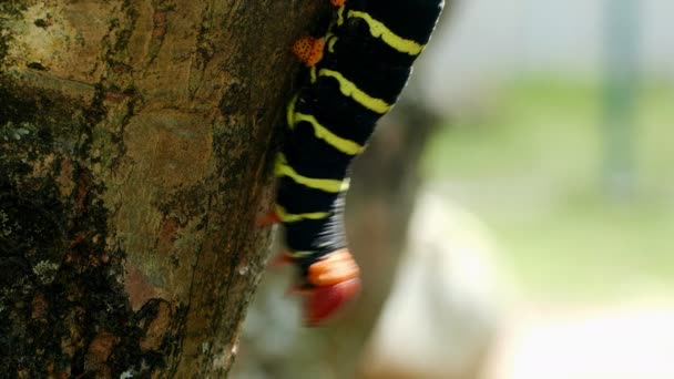 Larve Papillon Dans Branche Arbre — Video