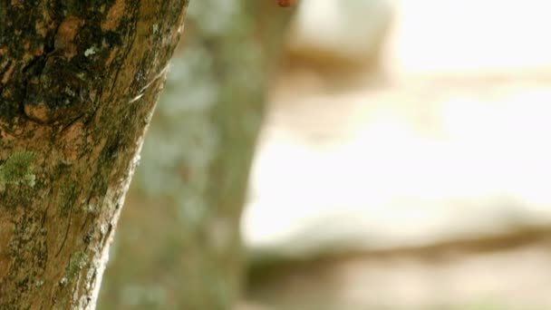 Larva Borboleta Galho Árvore — Vídeo de Stock