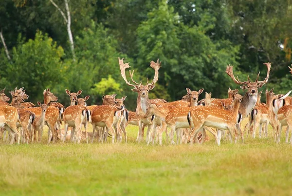 Damwildherde — Stockfoto