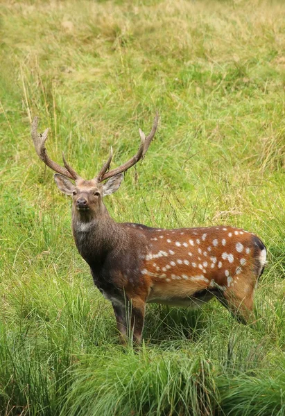 Spotted deer Cervus nippon — Stock fotografie