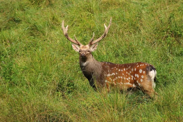 Majestic Cervus nippon — ストック写真