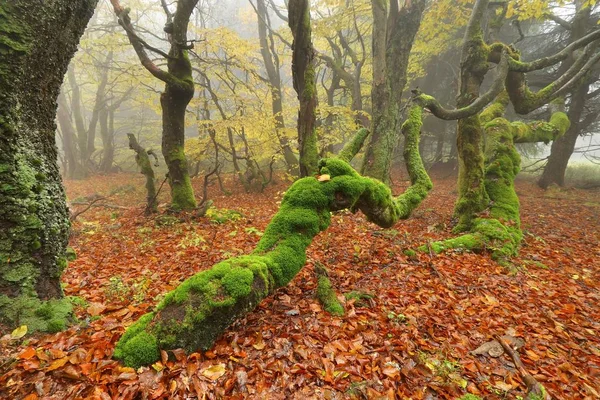 Bosque musgoso primitivo — Foto de Stock