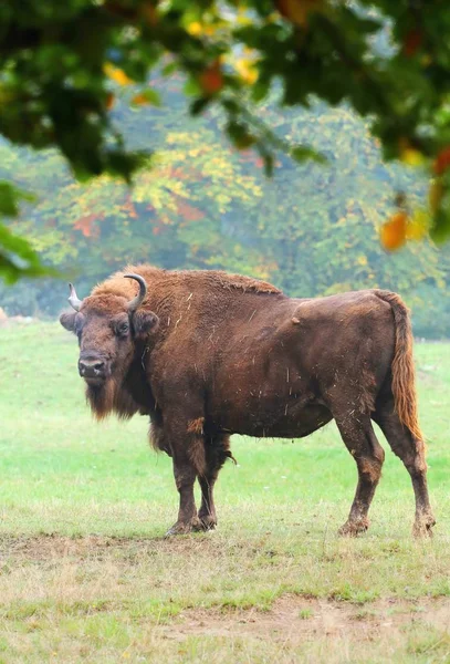 欧洲野牛野牛属 — 图库照片
