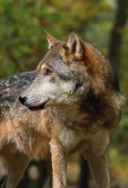 늑대 개 속 루 퍼스 — 스톡 사진