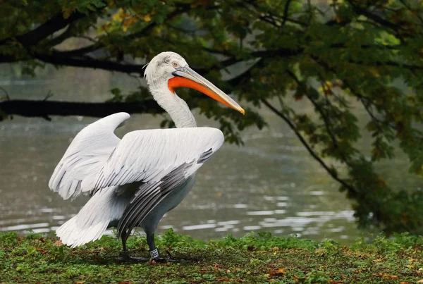 Хороший белый пеликан — стоковое фото