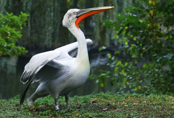 Пеликан гордый — стоковое фото