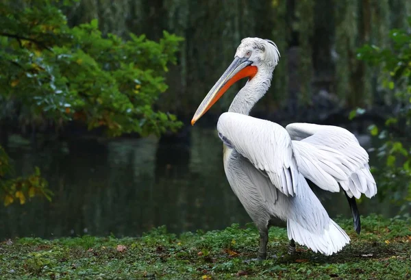Pelicano pelecanus crispus — Fotografia de Stock