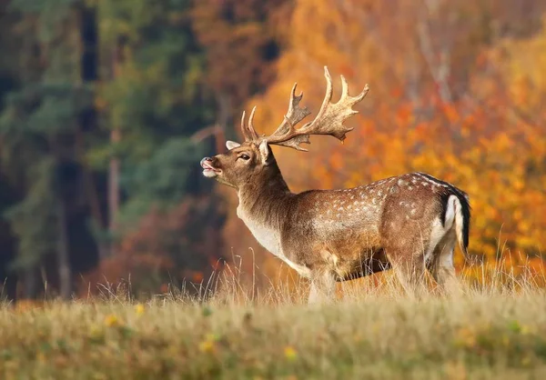 Rut sırasında Avrupa alageyik